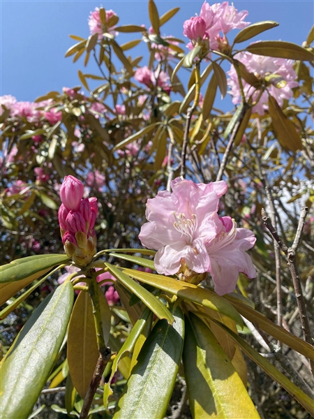 シャクナゲ次々開花 ピンクや白鮮やか