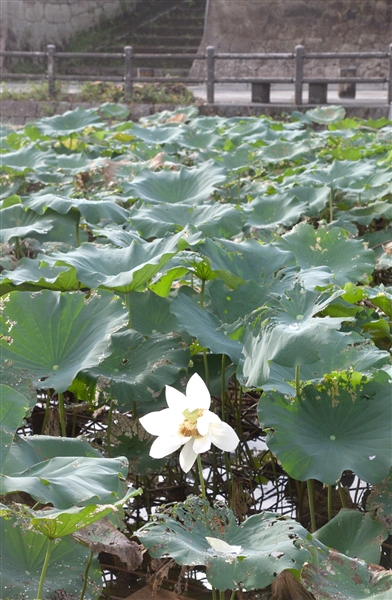 蓮池に咲く純白の花一輪 ./img/news/20200828041952_1.jpg3797