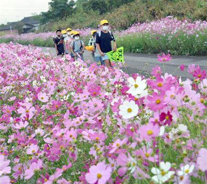 色鮮やか「秋桜」満開 槻木さん夫婦が管理