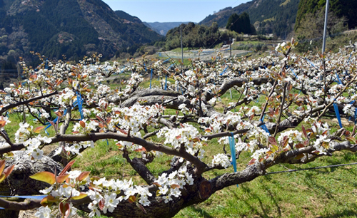 農村彩る純白の花 一勝地梨 開花