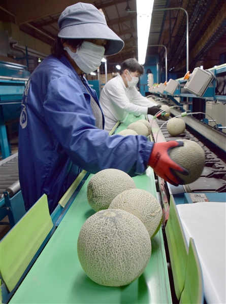 甘い春メロン出荷開始 品質良好、連休最盛期へ