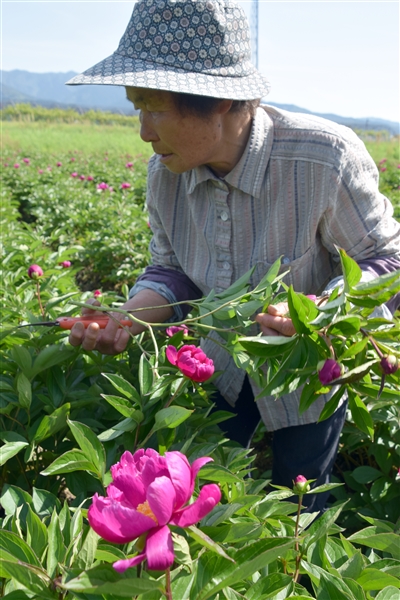 紫色の大輪開花 名花 肥後芍薬