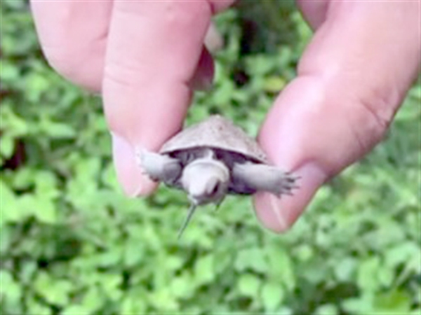 カメの赤ちゃん 庭先で無事誕生